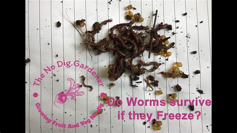 Can earthworms freeze?